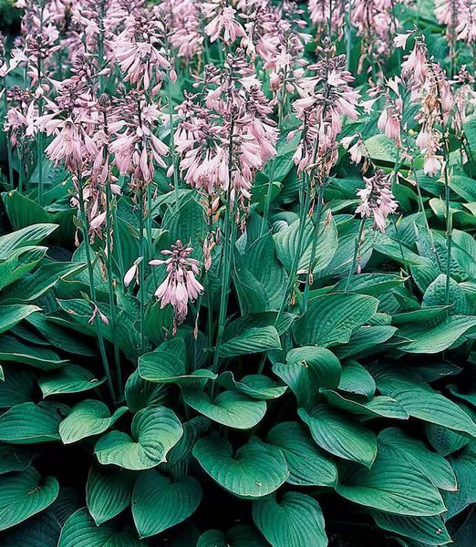 Hosta fortunei 'Hyacinthina'
